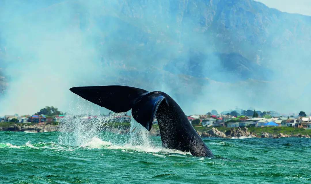 RF_Whale_Hermanus_South Africa_GettyImages-874757646.jpg